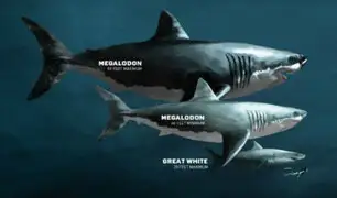 Conozca al Megalodón, el tiburón gigante que habitó las costas peruanas