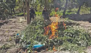 La Libertad: nueve hectáreas de plantones de marihuana fueron destruidos