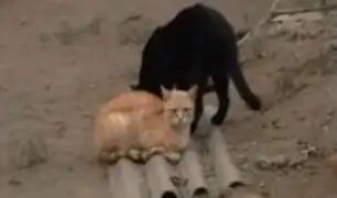 Chorrillos: gatos son abandonados en huaca ‘La Lechuza’