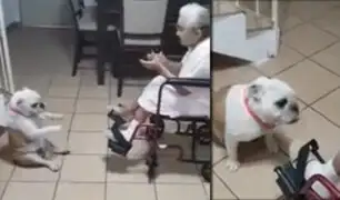 México: perro bulldog baila mientras abuelita le canta