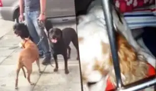 Surco: mascota es atacada salvajemente por dos perros de raza Rottweiler y un Pitbull
