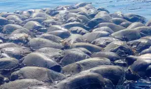 México: unas 300 tortugas marinas en peligro de extinción fueron halladas muertas