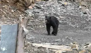 Presencia de oso andino viene atemorizando a pobladores de un distrito puneño