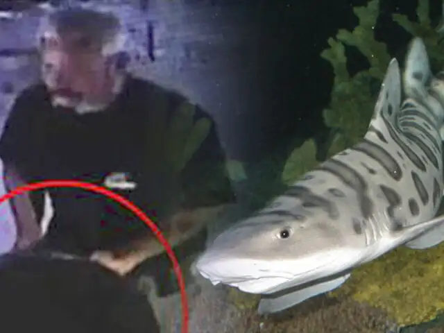 EEUU: roban un tiburón de acuario escondiéndolo en un coche de bebé