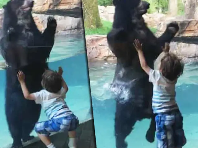 EEUU: oso causa sensación por brincar junto a niño de cinco años