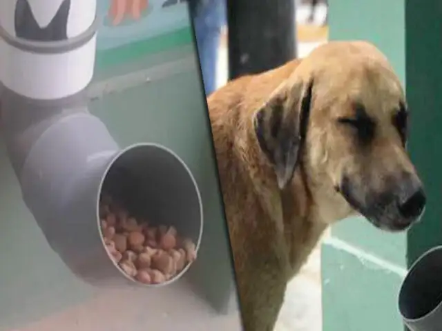 La Libertad: mototaxista es captado robando comida para perros de dispensador
