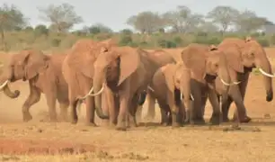 Botsuana: cazadores furtivos mataron a casi un centenar de elefantes