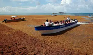 México: preocupación por algas que infestan playas caribeñas