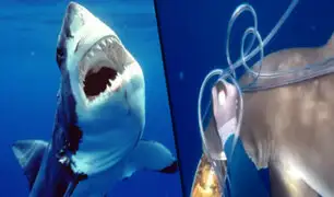 Isla Ascensión: increíble pelea entre un buzo y dos tiburones por un atún