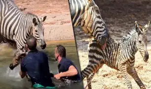 España: salvan a cebra recién nacida de morir ahogada en zoológico de Valencia