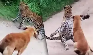 India: perro se enfrenta a un leopardo que intentaba atacarlo