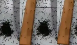 Chimbote: plaga de hormigas invaden iglesia cristiana