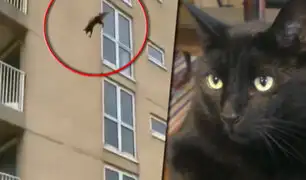 ¿Gato volador?: felino sale ileso tras caer de un sexto piso