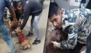 San Juan de Miraflores: perro pitbull siembra terror en vecinos del sector “Buenos Milagros”