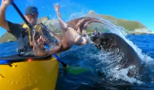Instagram: Un lobo marino ‘cachetea’ a turista con un pulpo y se hace viral [VIDEO]