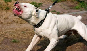 SJM: vecinos denuncian que pitbull ataca ferozmente a otras mascotas
