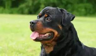 Perro Rottweiler  ataca y mata a un bebé de 17 meses