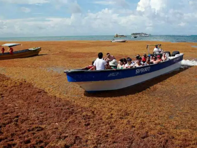 México: preocupación por algas que infestan playas caribeñas