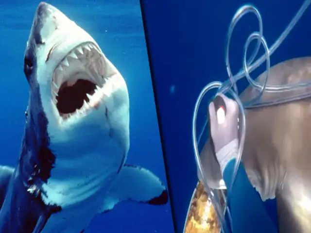 Isla Ascensión: increíble pelea entre un buzo y dos tiburones por un atún