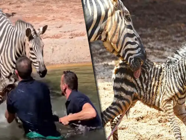 España: salvan a cebra recién nacida de morir ahogada en zoológico de Valencia