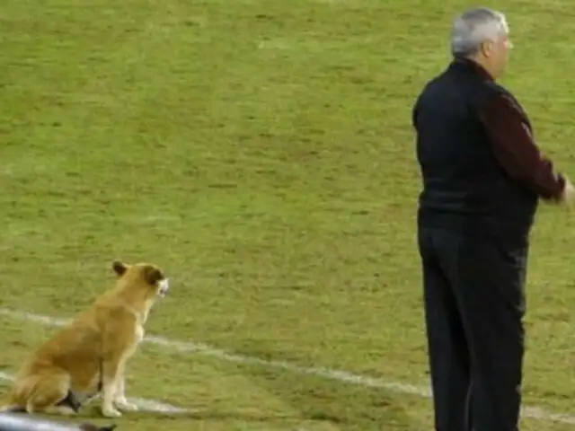 ¿Cómo esta perrita se convirtió en la ‘asistente’ técnica de un club paraguayo? [FOTOS]