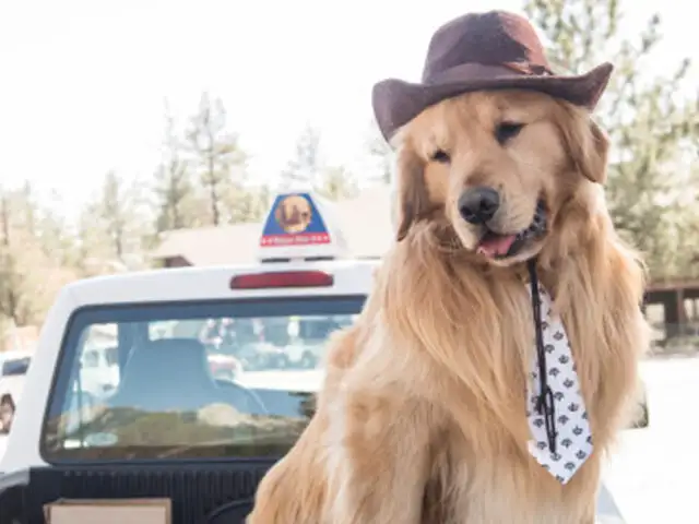 Desde el 2013 un perro es el alcalde de una localidad californiana