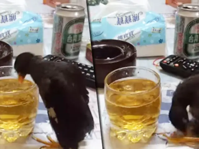 Video genera indignación: hombre emborracha a un ave con cerveza