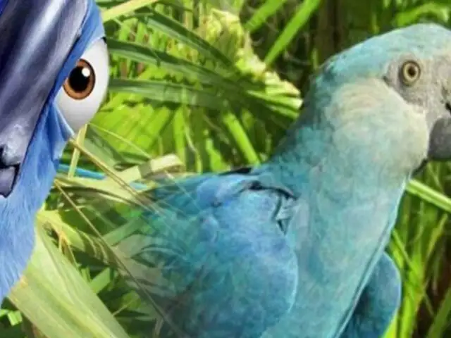 Brasil: ave azul que inspiró película "Río" se extinguió de su hábitat natural