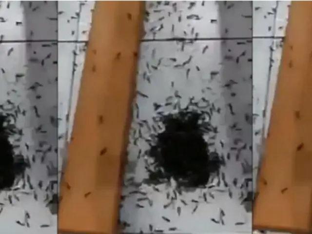 Chimbote: plaga de hormigas invaden iglesia cristiana