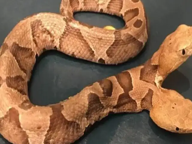 EEUU: encuentran una serpiente con dos cabezas en jardín de vivienda