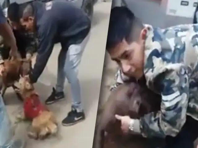 San Juan de Miraflores: perro pitbull siembra terror en vecinos del sector “Buenos Milagros”
