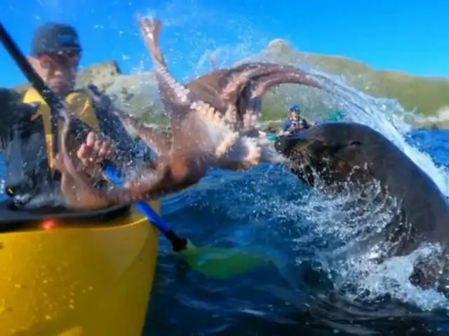 Instagram: Un lobo marino ‘cachetea’ a turista con un pulpo y se hace viral [VIDEO]