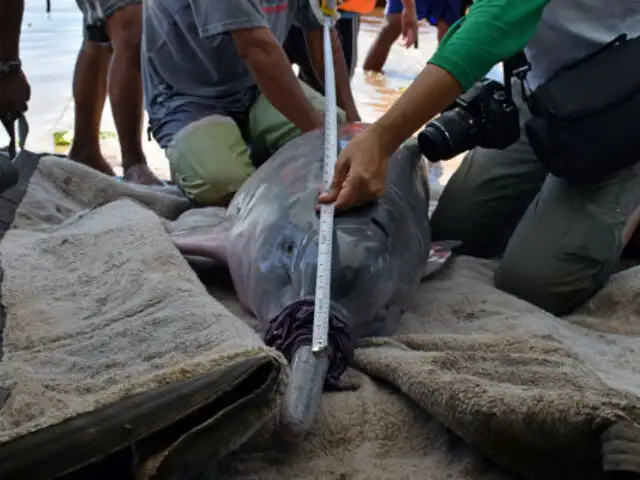 Loreto: Por primera vez expedición científica implantó transmisores en delfines rosados