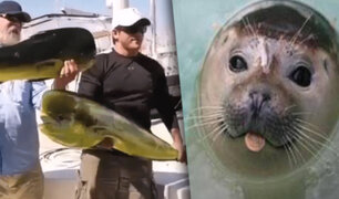 Foca le arrebata a pescadores un pez gigante recién capturado