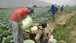 Huaral: Senasa recolectó casi 2 toneladas de envases de plaguicidas que estaban abandonados