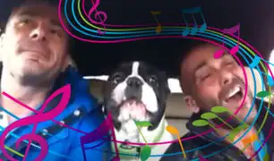 Perro bulldog “canta” junto a su dueño y causa sensación en las redes sociales