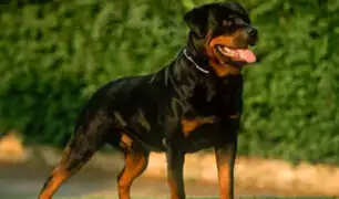 Lambayeque: sereno resultó herido tras ser atacado por can de raza Rottweiler