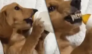 Mira la reacción de un perro a quien le intentaron quitar su biberón