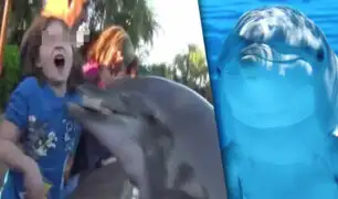 Estados Unidos: niña es mordida por delfín en acuario de San Diego