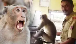 India: un mono fue captado manejando autobús ante la atónita mirada de los pasajeros