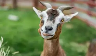 Las cabras pueden leer las expresiones y prefieren rostros felices [VIDEO]