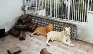 Tres leones y un Rottweiler eran las mascotas de un hombre en México