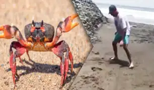 Sea testigo de la divertida pelea entre un cangrejo y un bañista