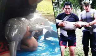 Loreto: rescatan a delfín rosado que estaba atrapado en poza