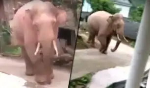 China: enorme elefante aparece en un pueblo buscando comida