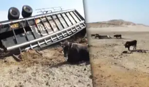 Casma: toros quedaron varados tras volcarse camión que los transportaba
