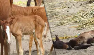 Chiclayo: cien caballos de paso se encuentran en malas condiciones en azucarera Tumán