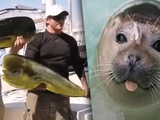 Foca le arrebata a pescadores un pez gigante recién capturado