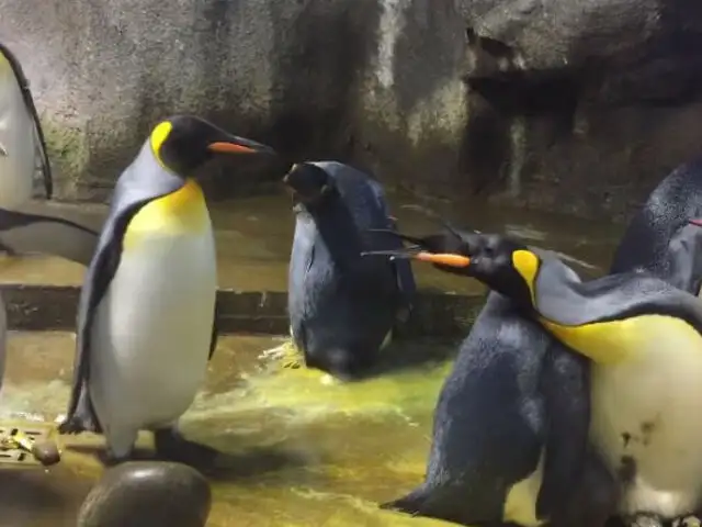 YouTube: ¿Por qué dos pingüinos ‘secuestraron’ al bebé de otra pareja? [VIDEO]