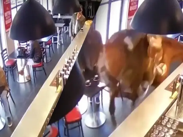 Francia: un descontrolado caballo ingresa en una cafetería y desata el pánico en clientes